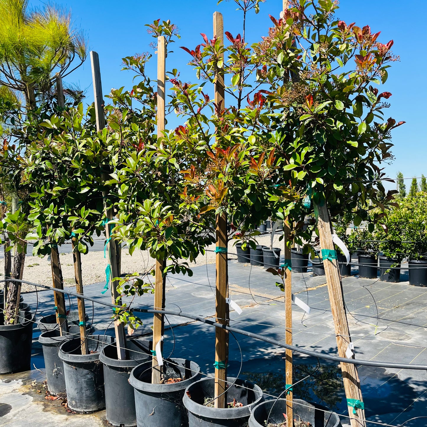 Photinia fraseri