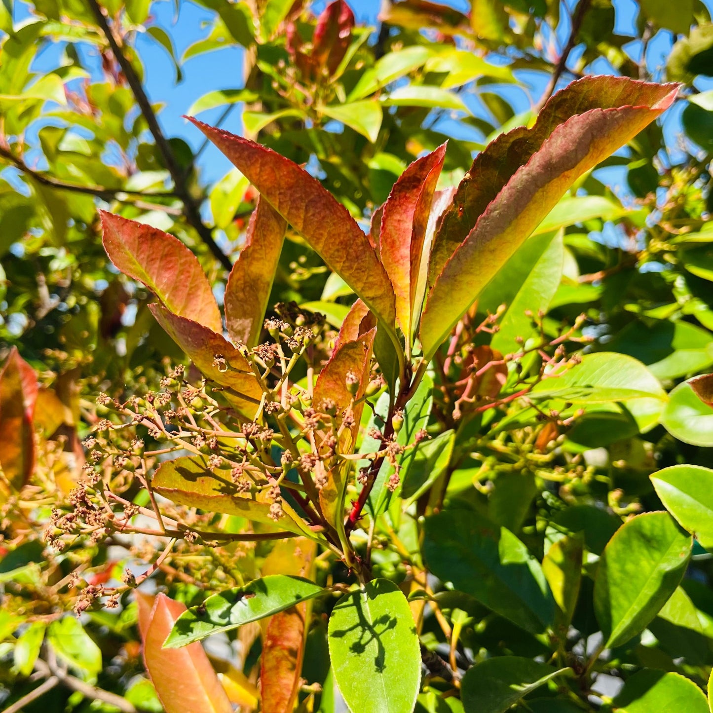 Photinia fraseri