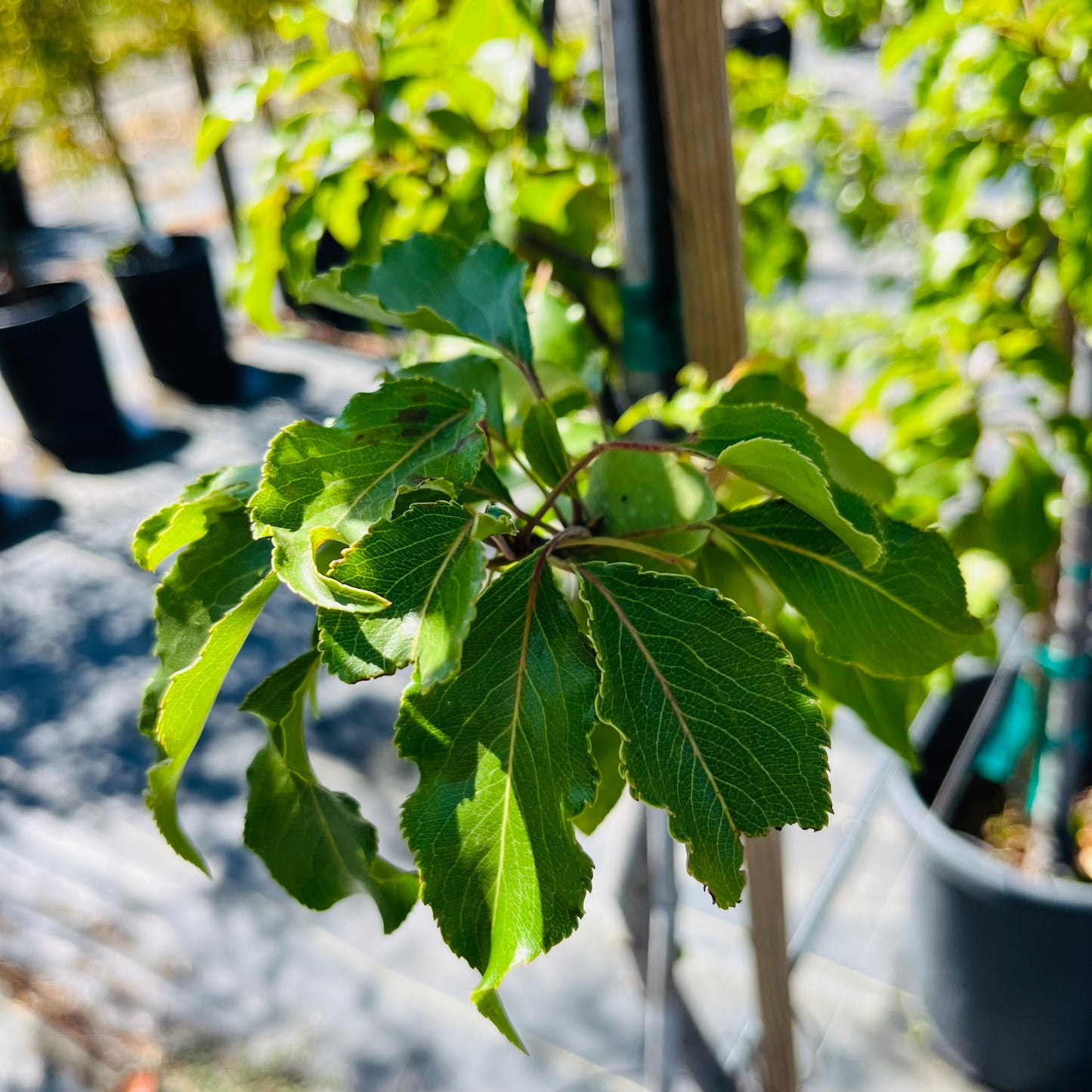 Sichuan Pear Flower Tree-Evergreen Pear