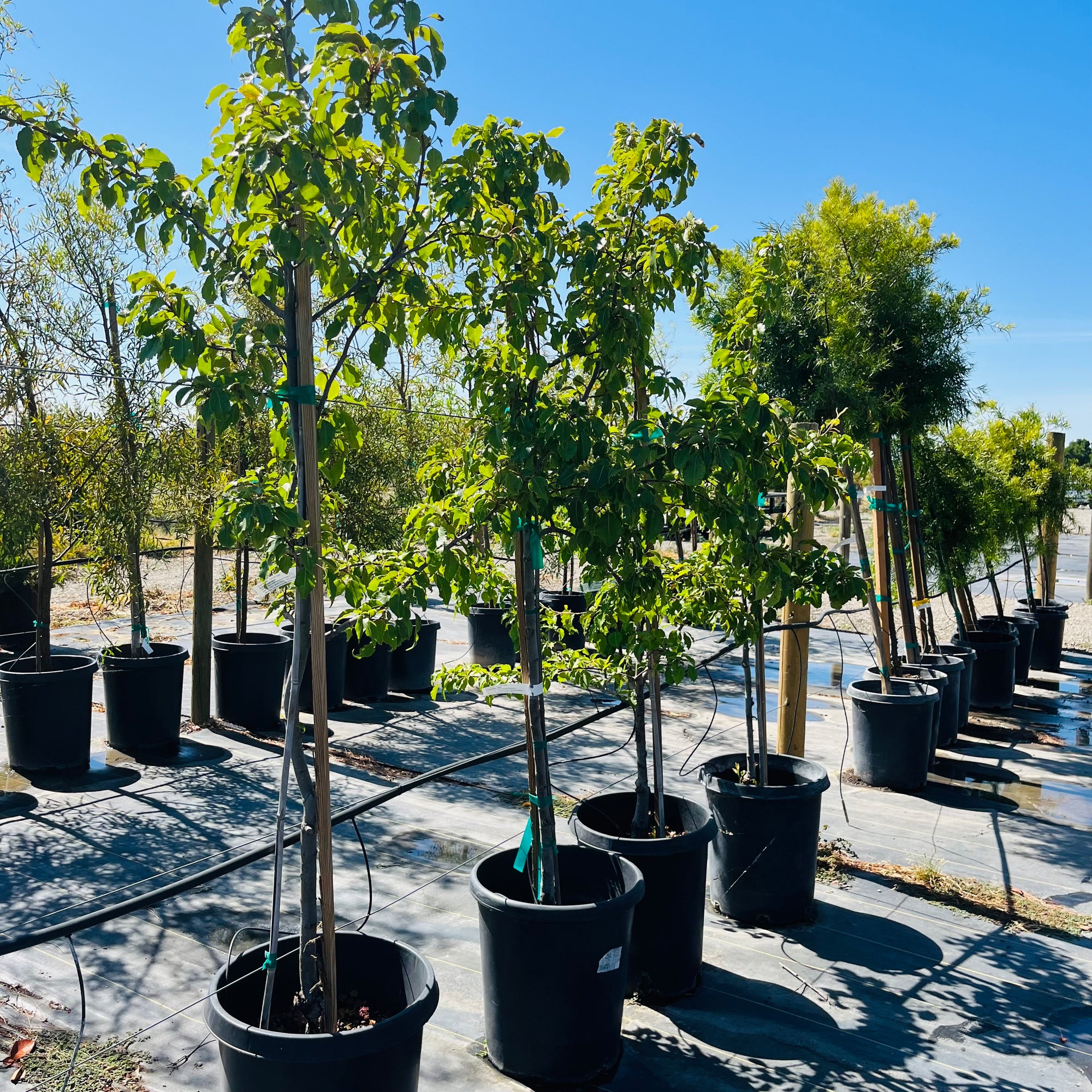 Evergreen Pear