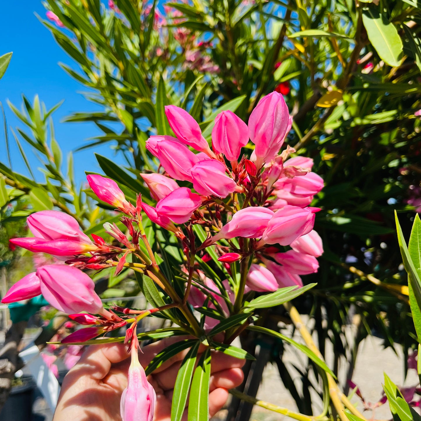 Oleander-pink flowers