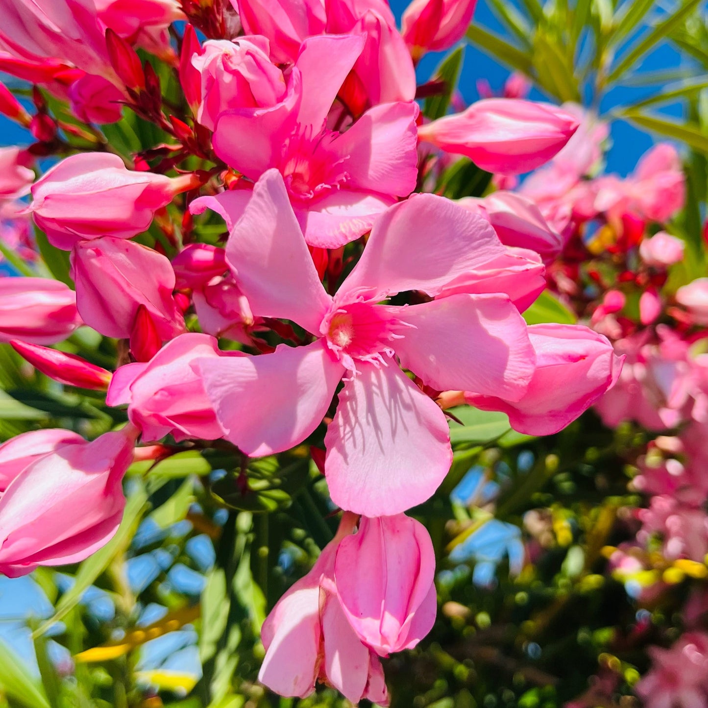 Oleander-pink flowers