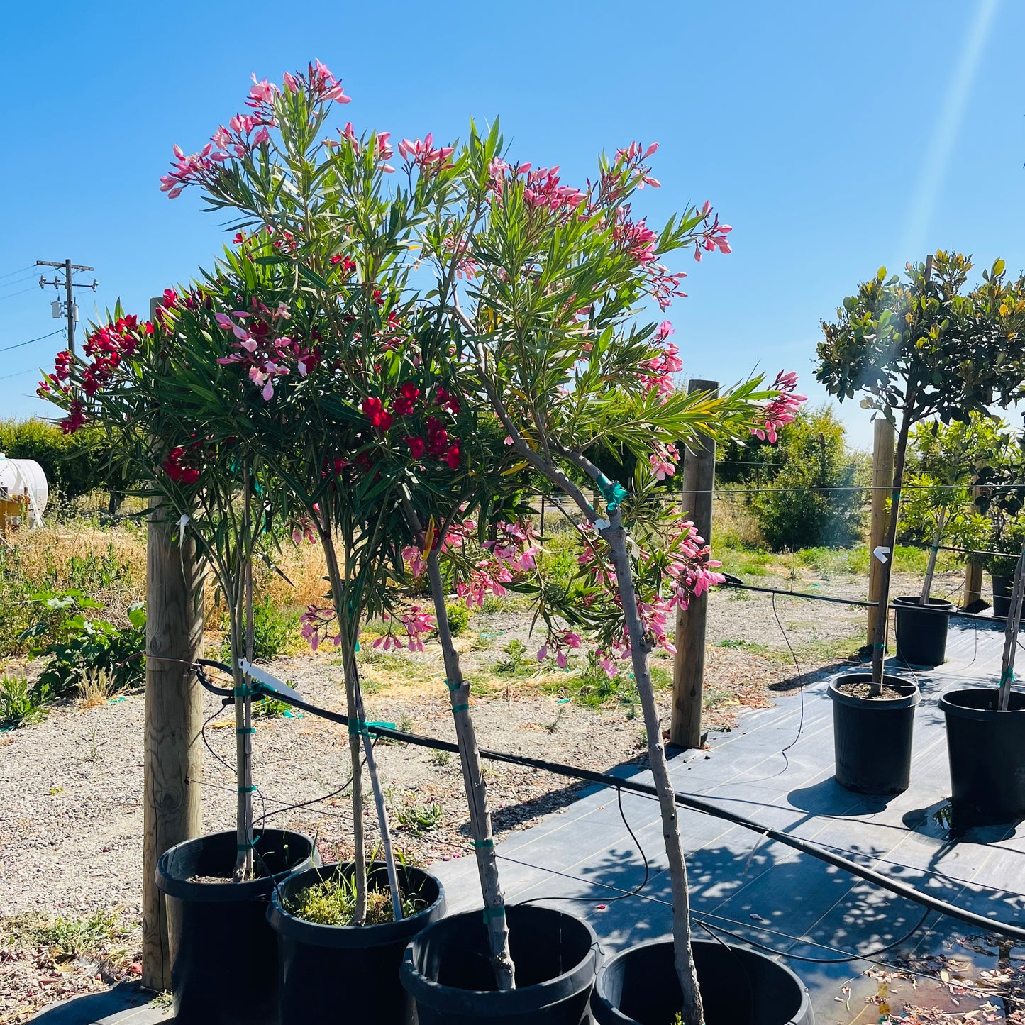 Oleander-pink flowers