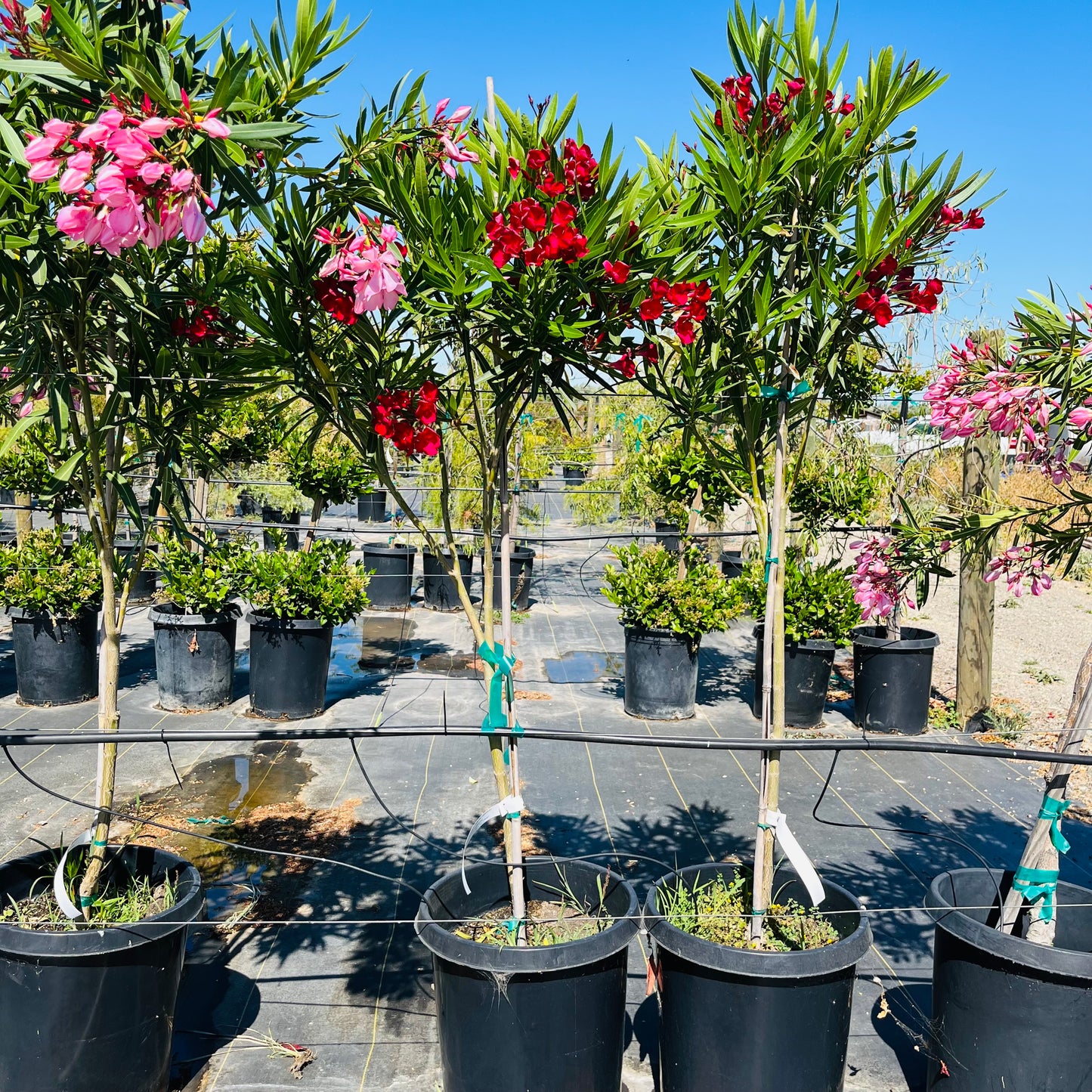 Oleander-red flowers