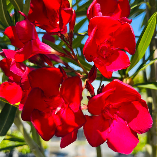 Oleander-red flowers