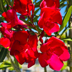 夹竹桃-红色花