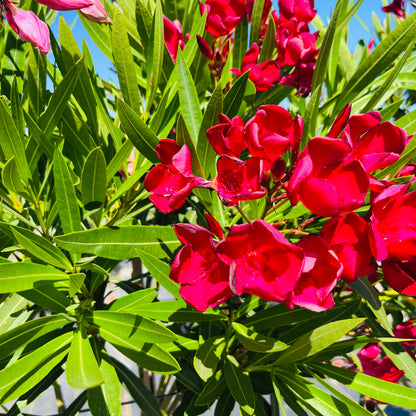 Oleander-red flowers