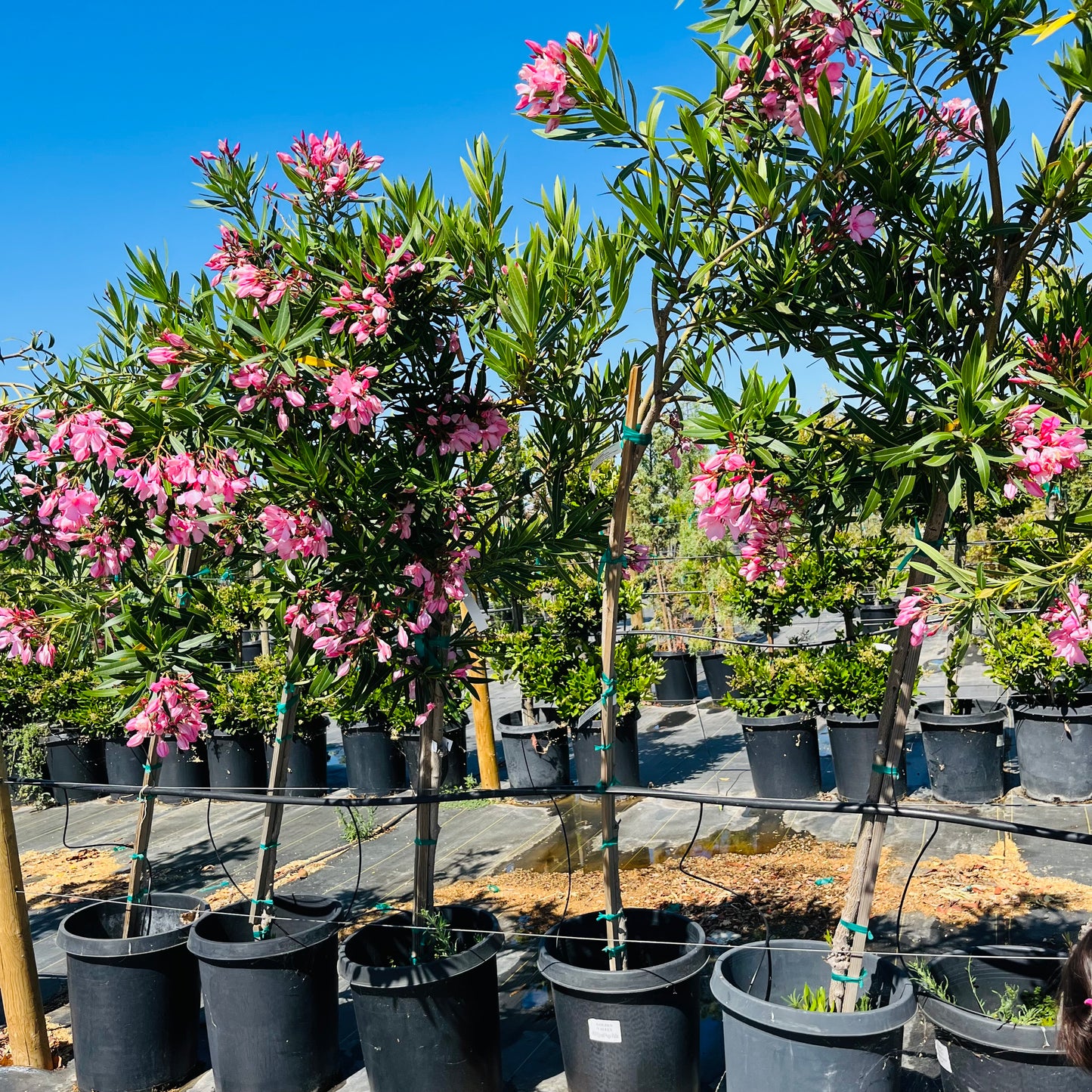 Oleander-pink flowers