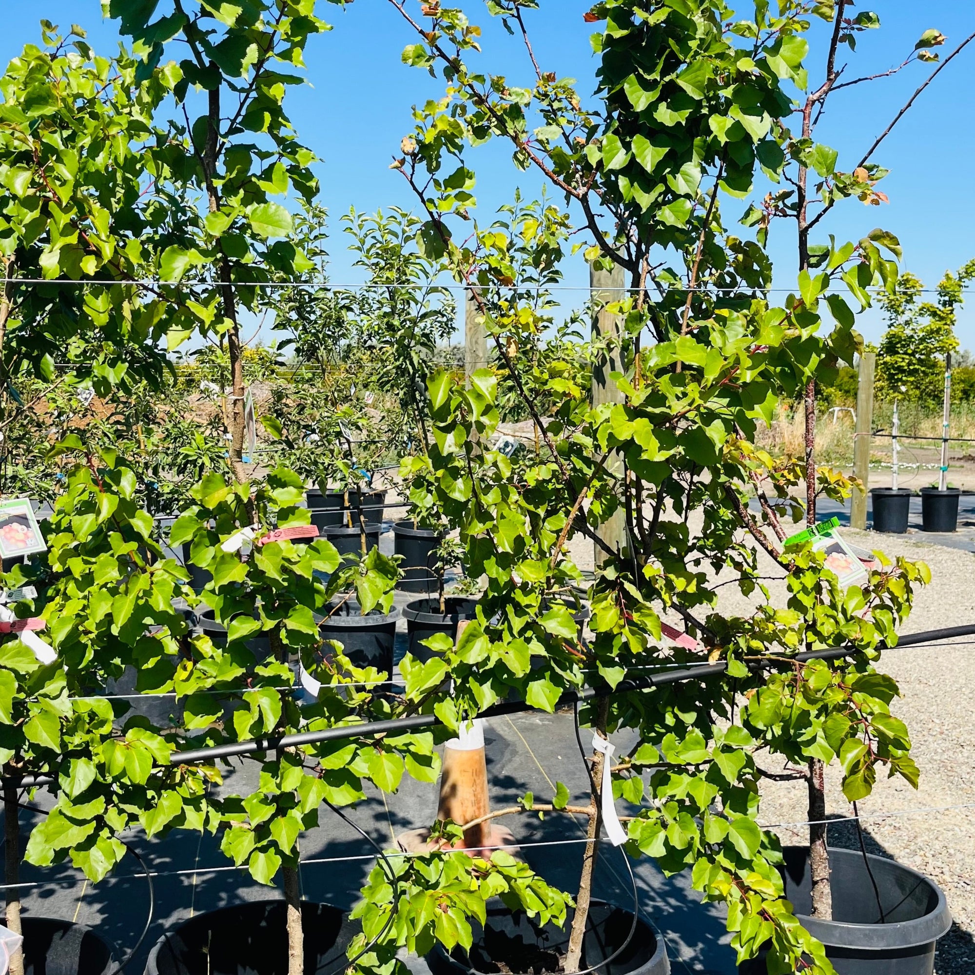 Gold Kist Apricot