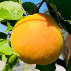 杏树-布伦海姆杏
