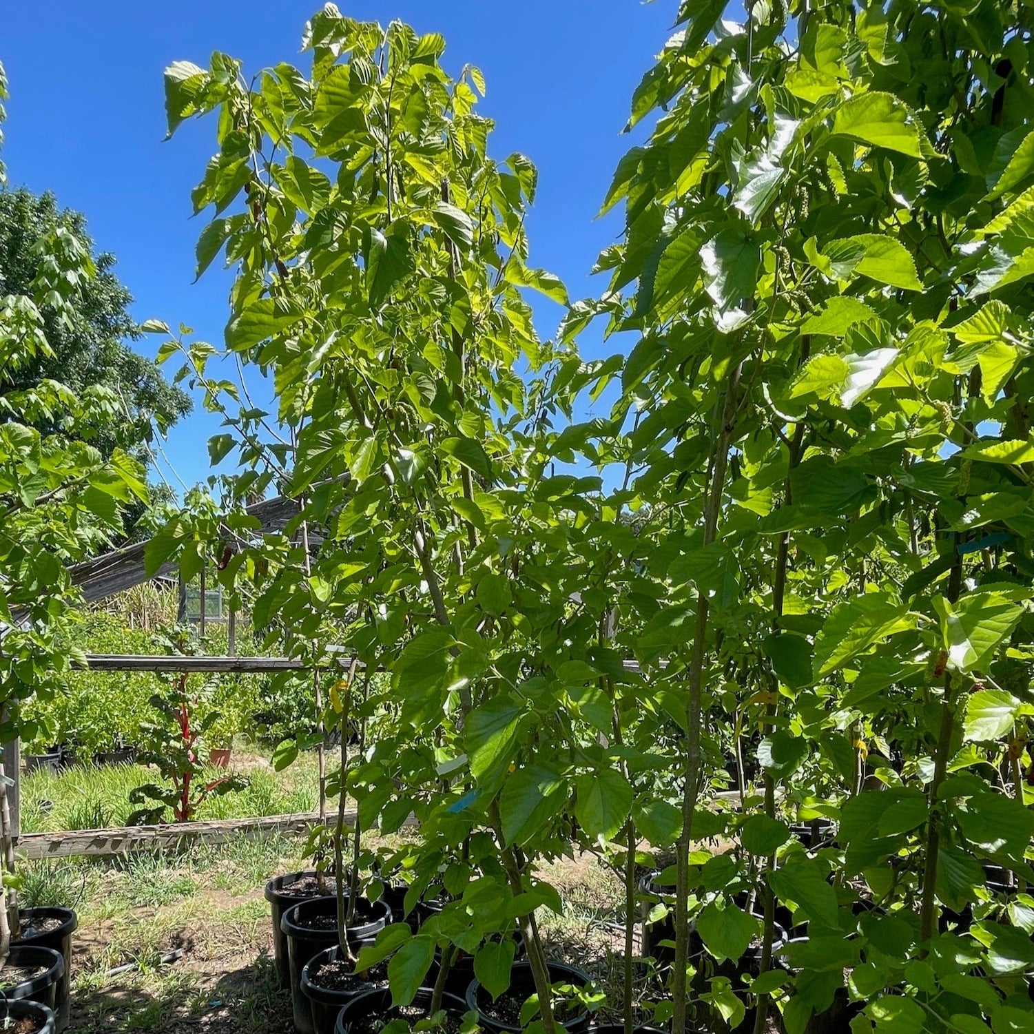 Pakistan Long Mulberry