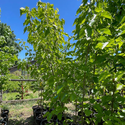 Mulberry Tree - Long Fruit Mulberry