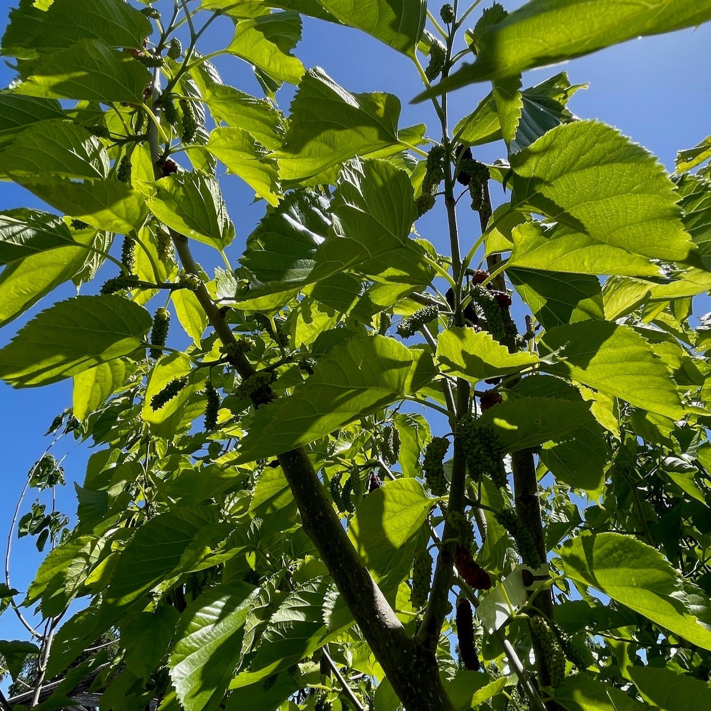 Mulberry Tree - Long Fruit Mulberry