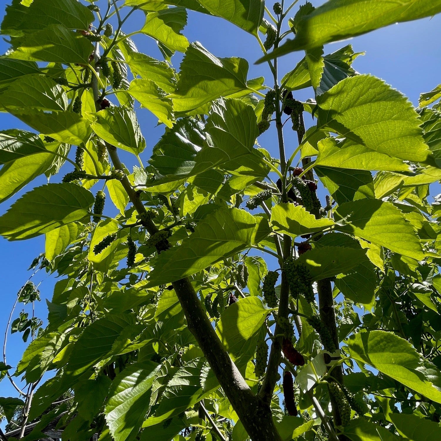 Pakistan Long Mulberry