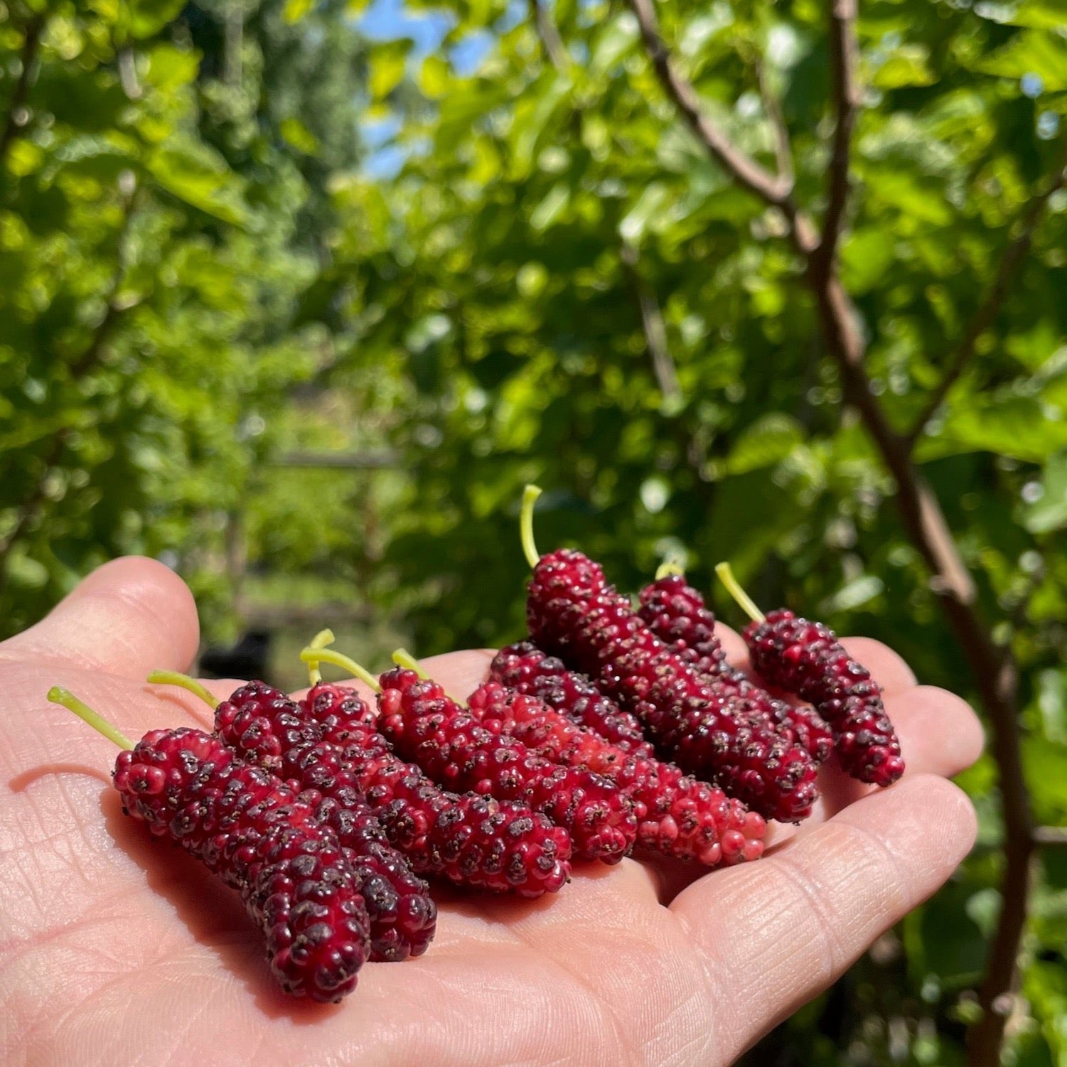 Pakistan Long Mulberry