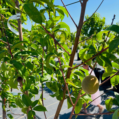 Peach Tree-Three-in-one Peach Tree