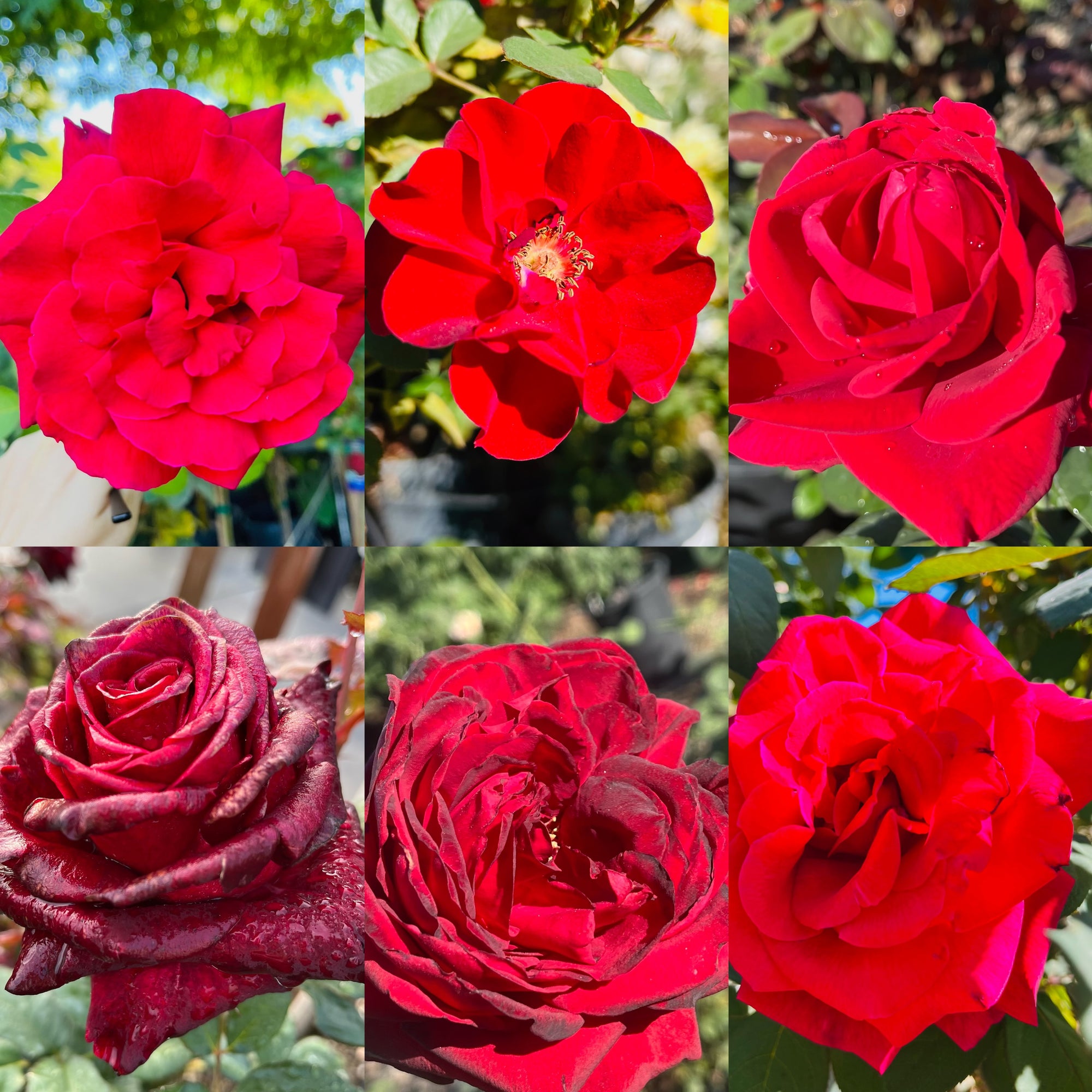 Rose-color of your choice