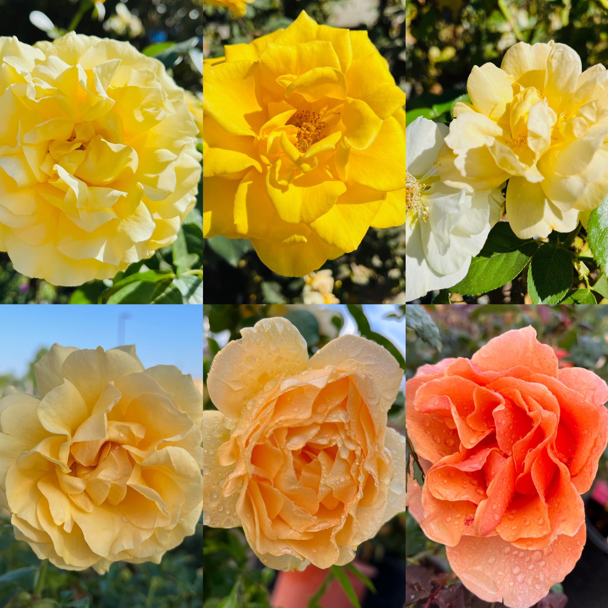 月季-花色自选·品种随机