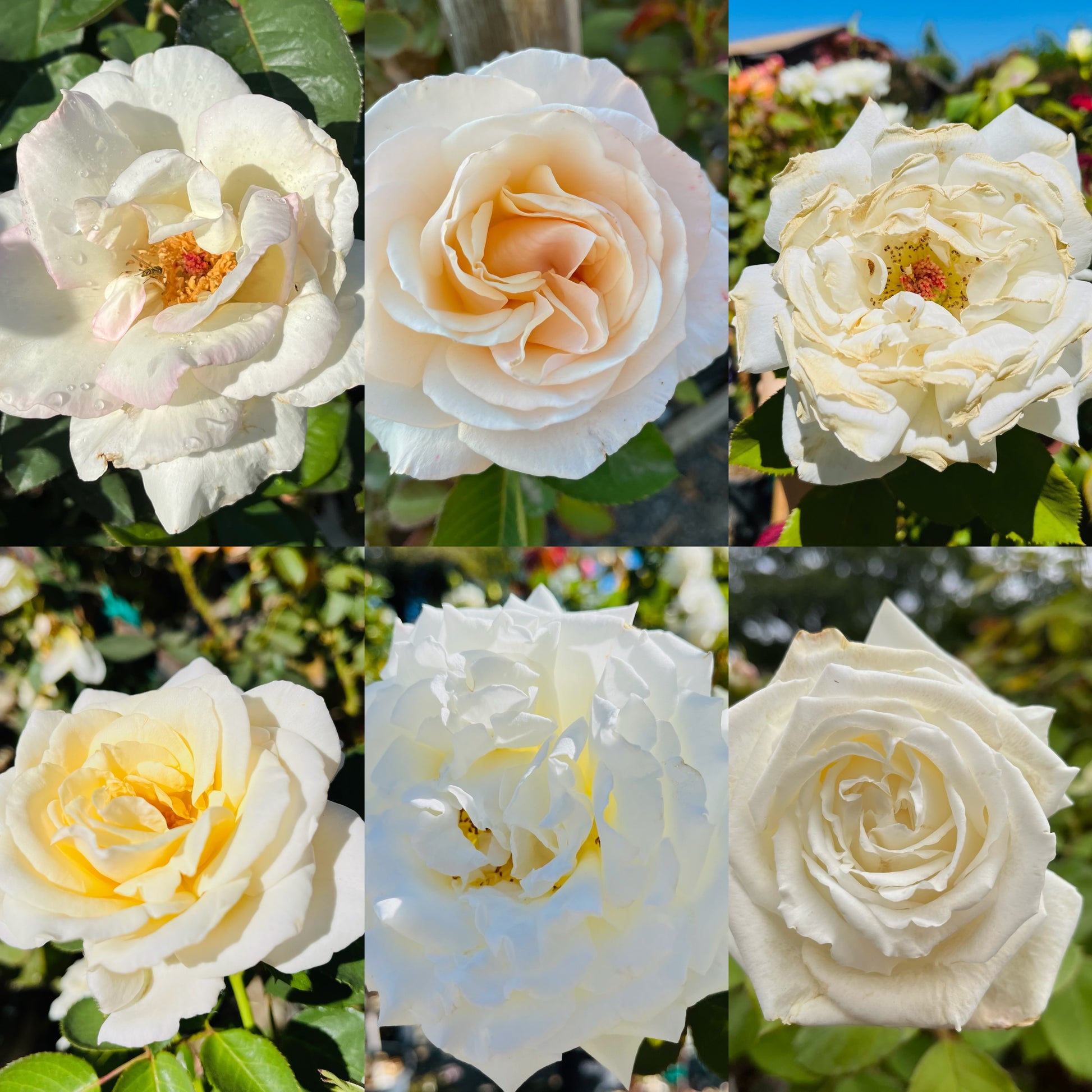 月季-花色自选·品种随机