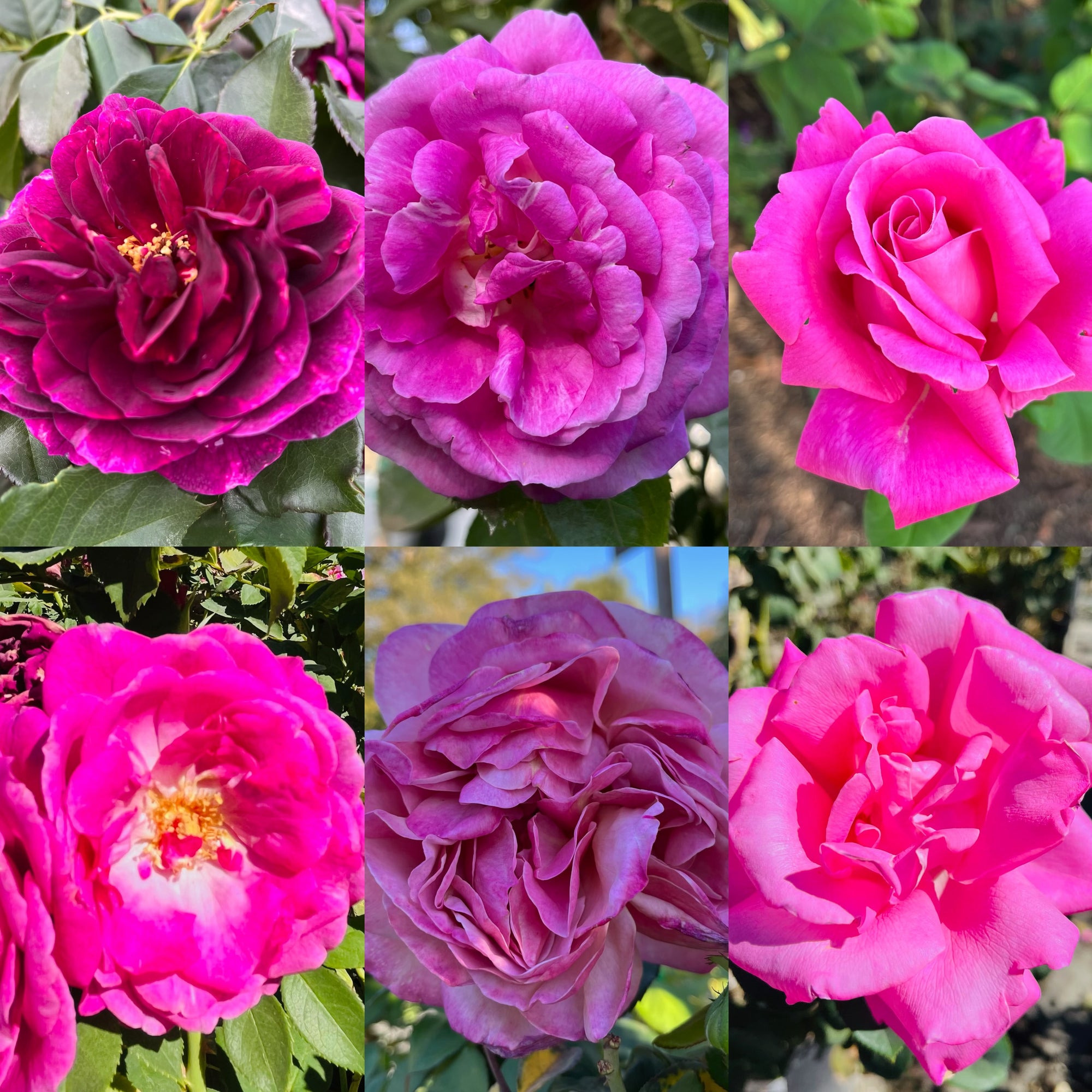 Rose-color of your choice