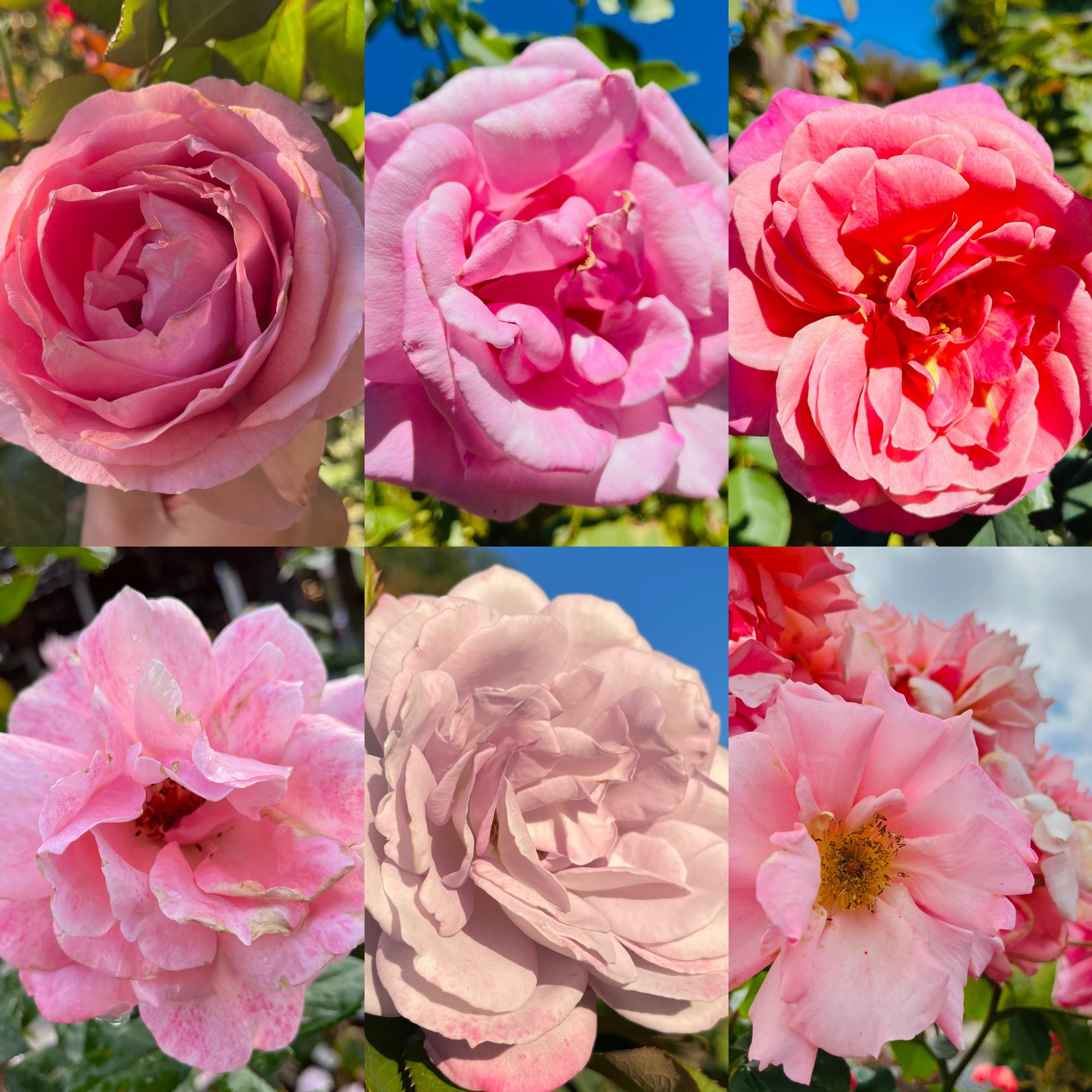 Rose-color of your choice