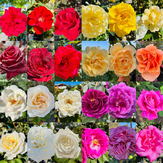 Rose-color of your choice