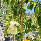 山月光四照花