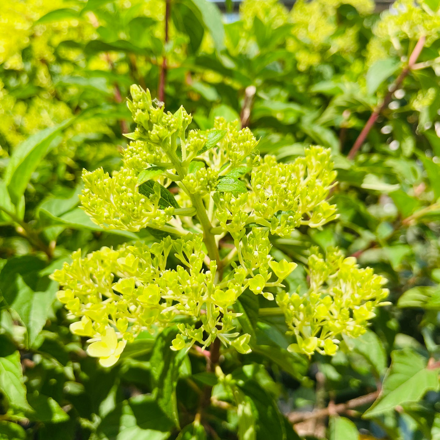 绣球花树-香草草莓