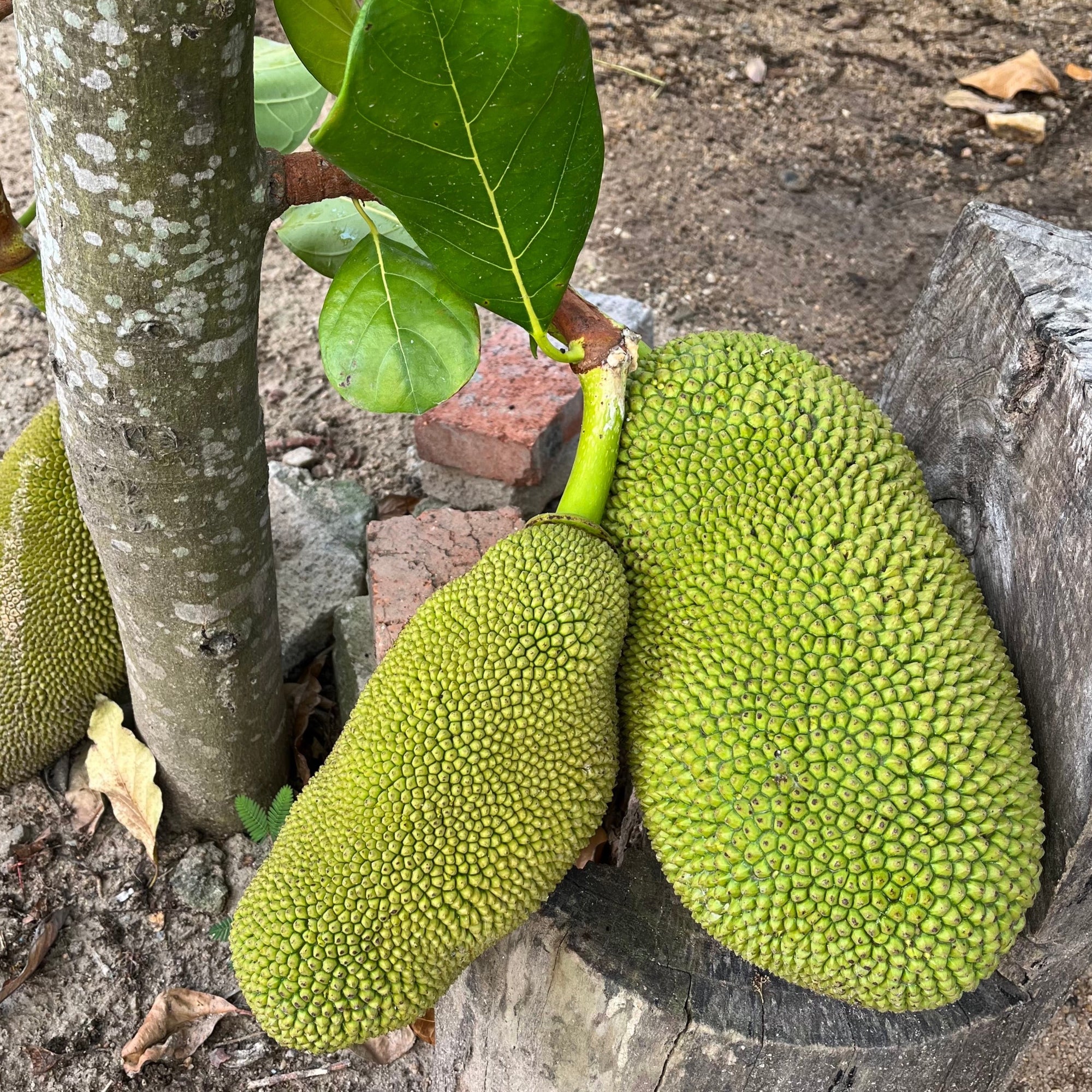 菠萝蜜树