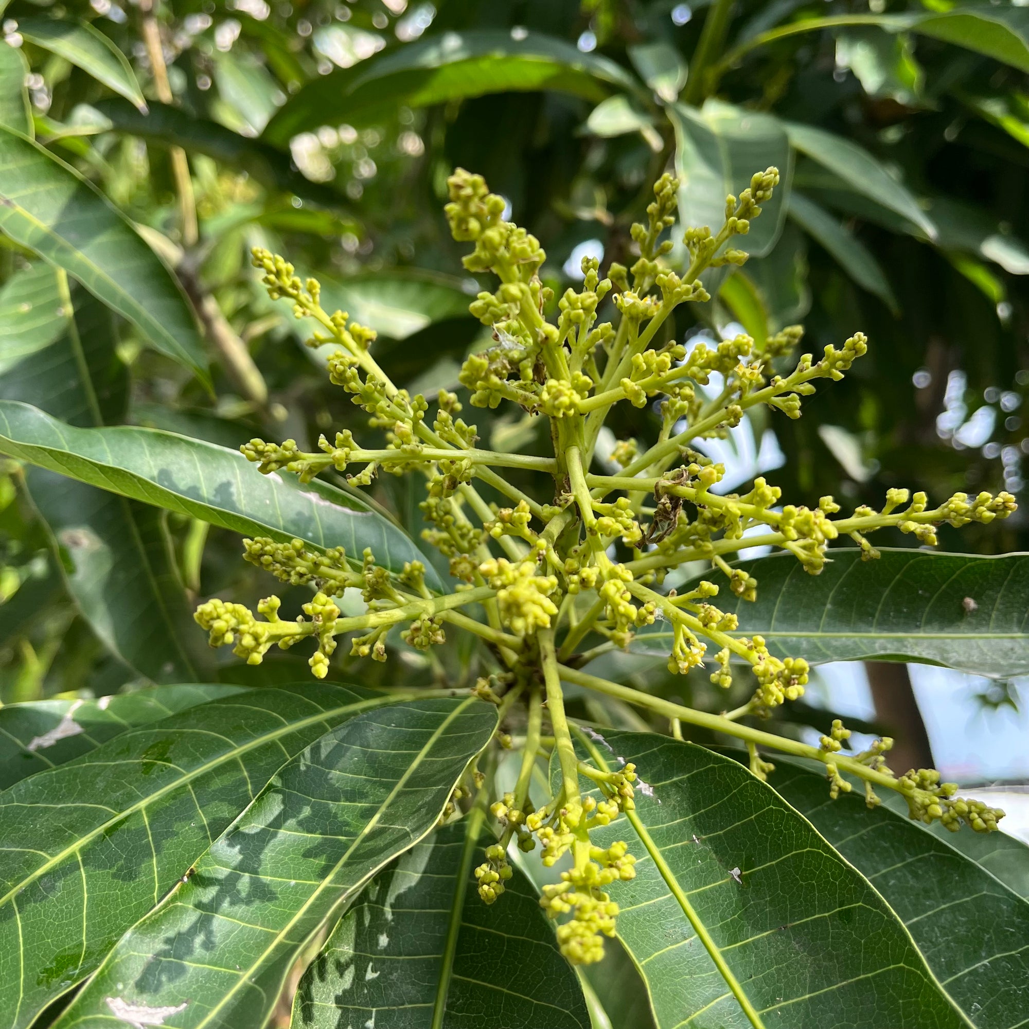 水仙芒果