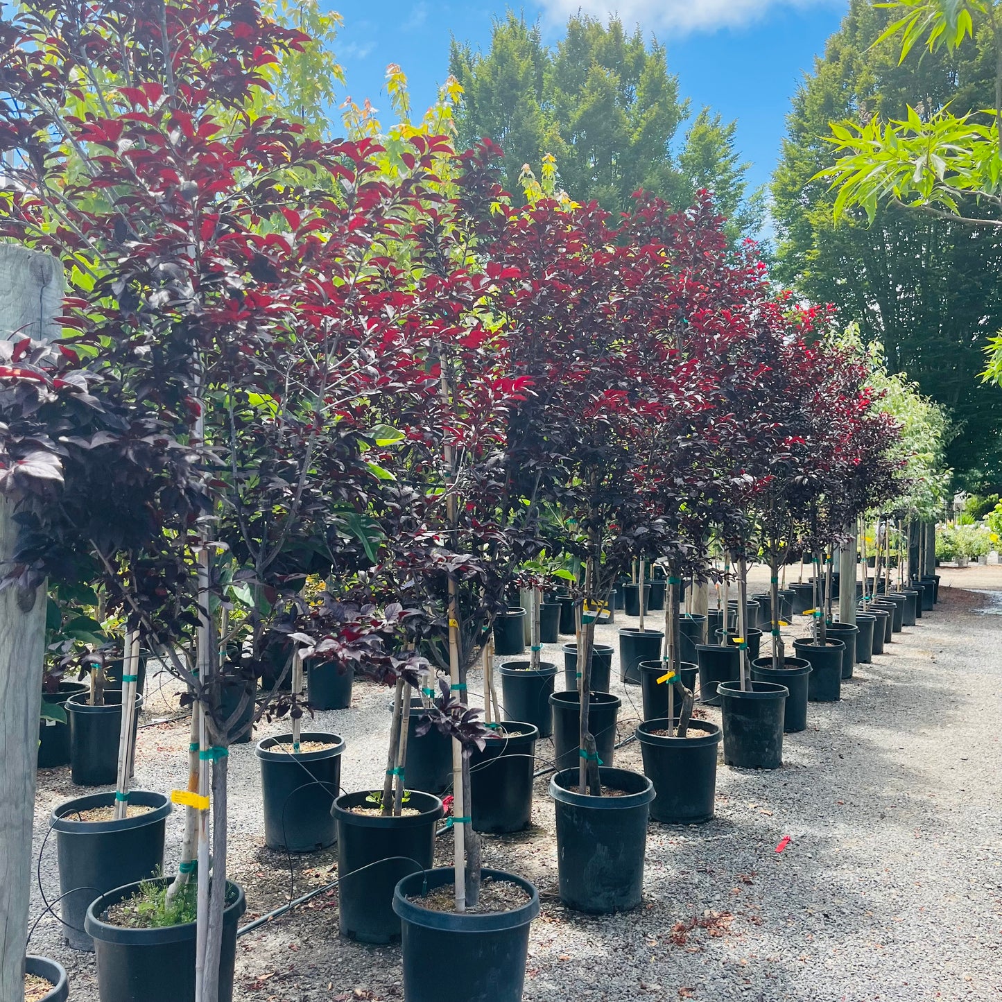 Purple Leaf Plum-Purple Red Leaf