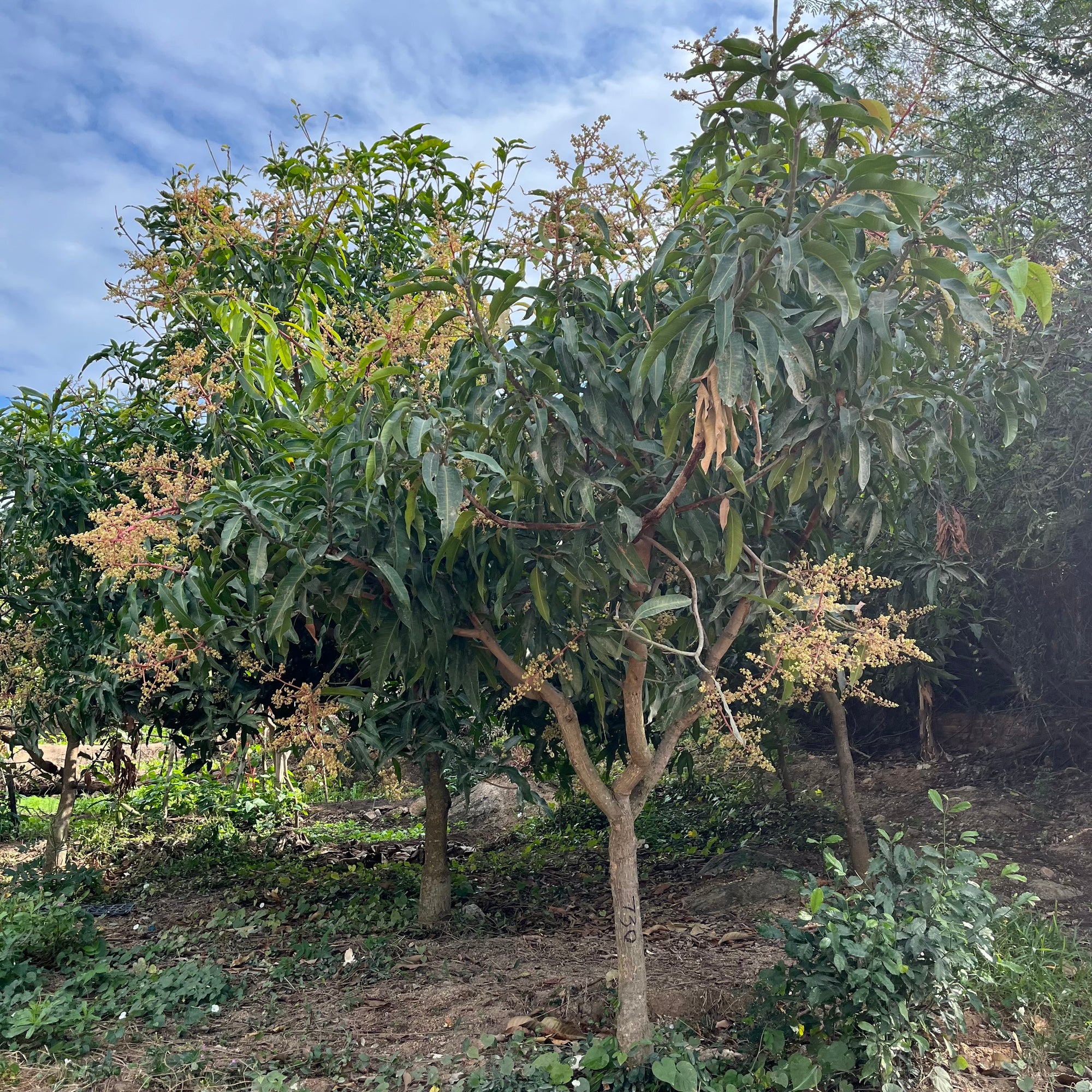 Manila Mango