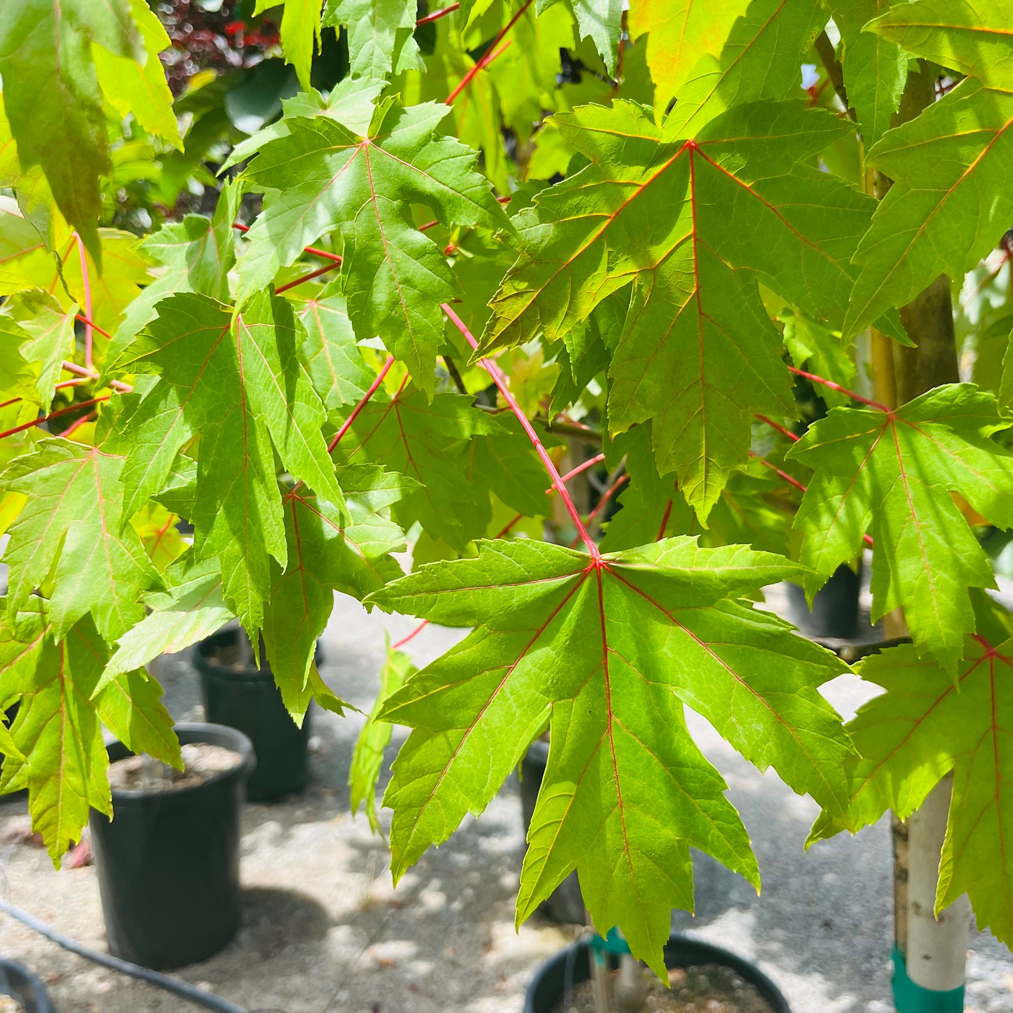Autumn Blaze Jeffersred Maple