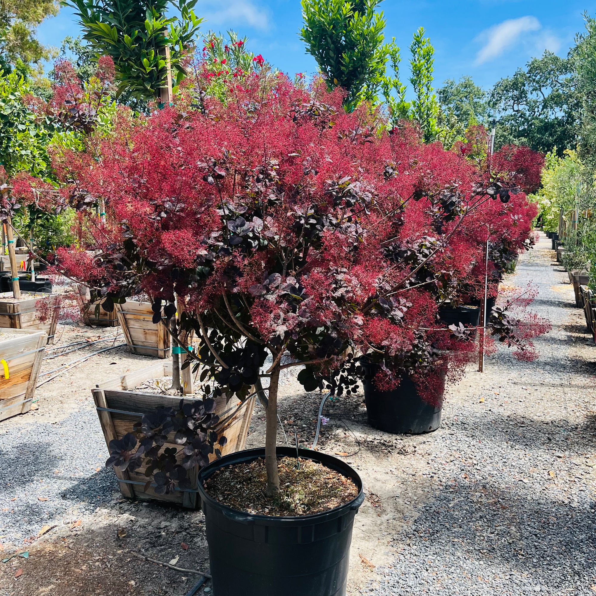 Royal Purple Smoke Bush