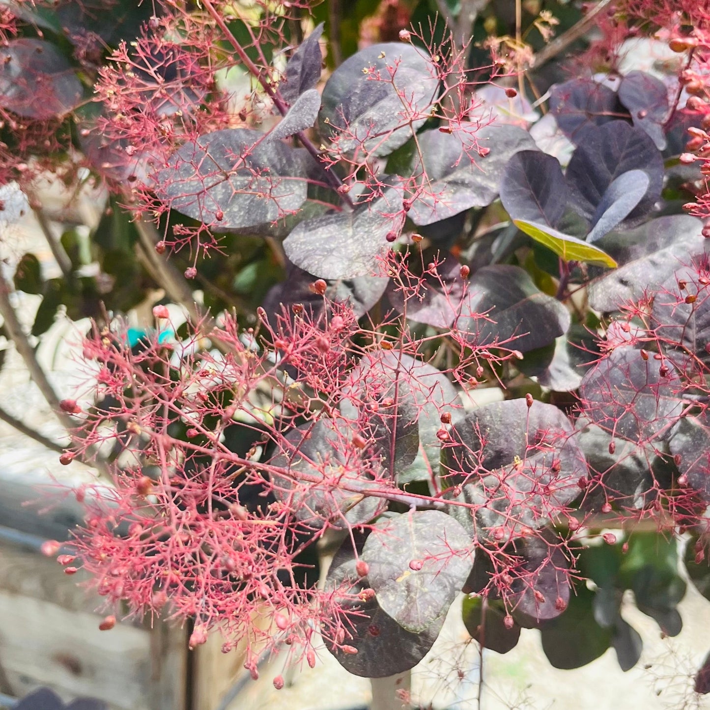 Smoke Tree-Royal Purple Smoke