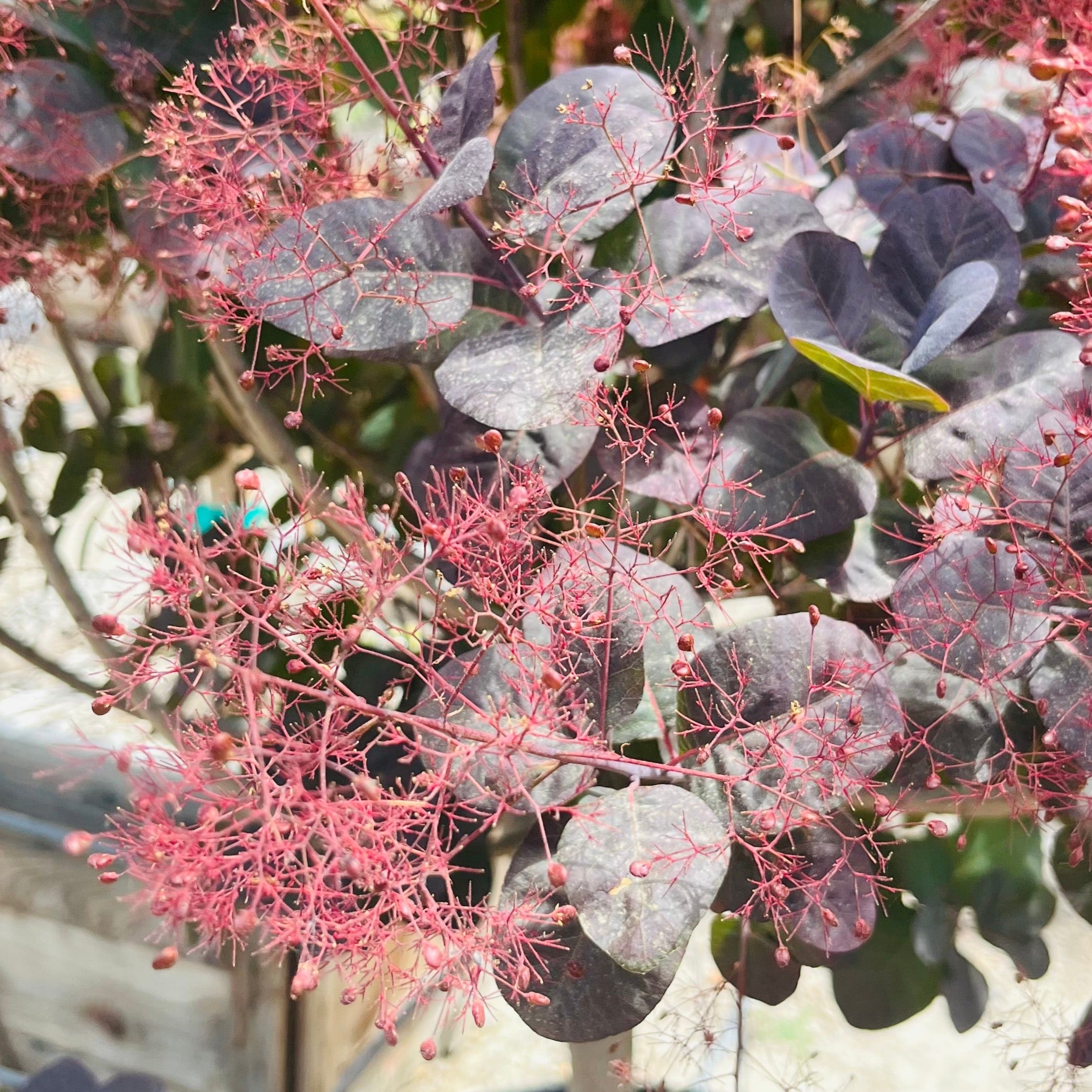 Royal Purple Smoke Bush
