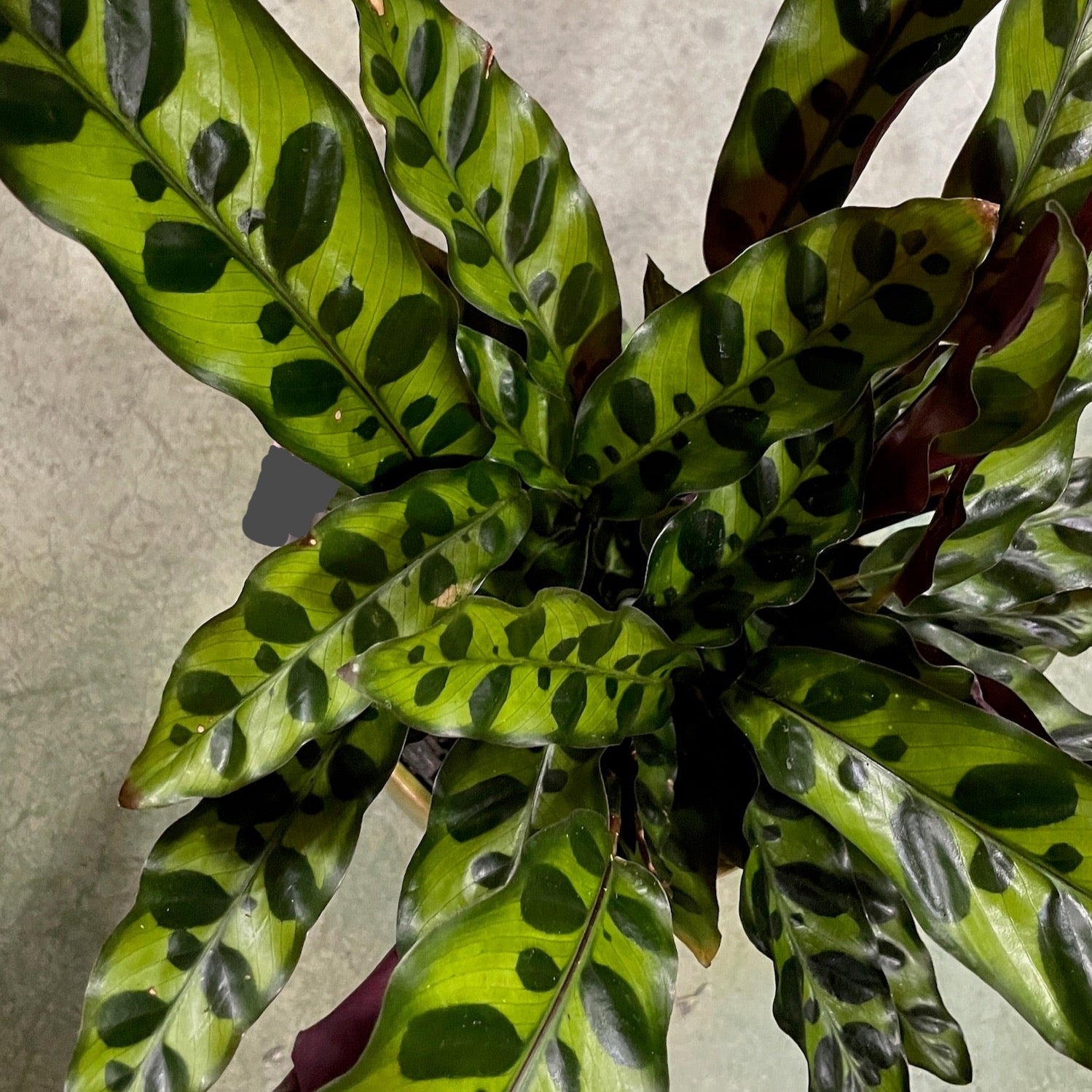 Calathea Rattlesnake