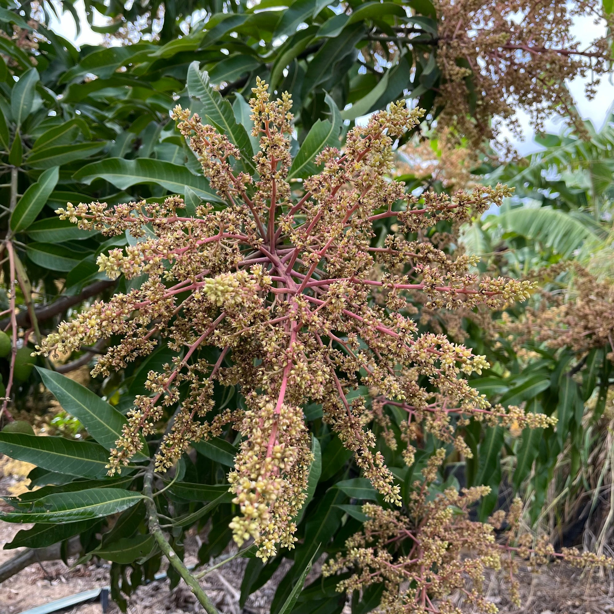 巴伦西亚骄傲芒果