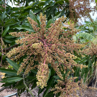 芒果树-巴伦西亚的骄傲