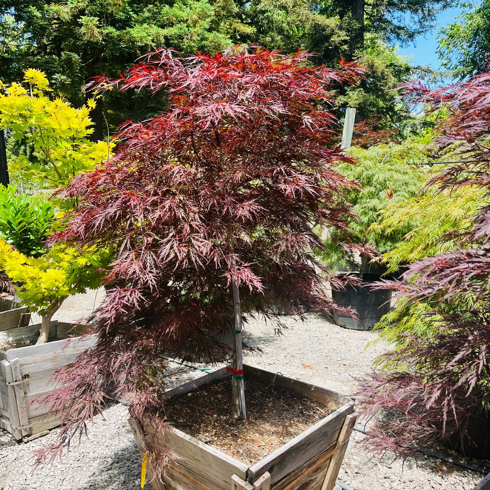 Red Dragon Laceleaf Japanese Maple