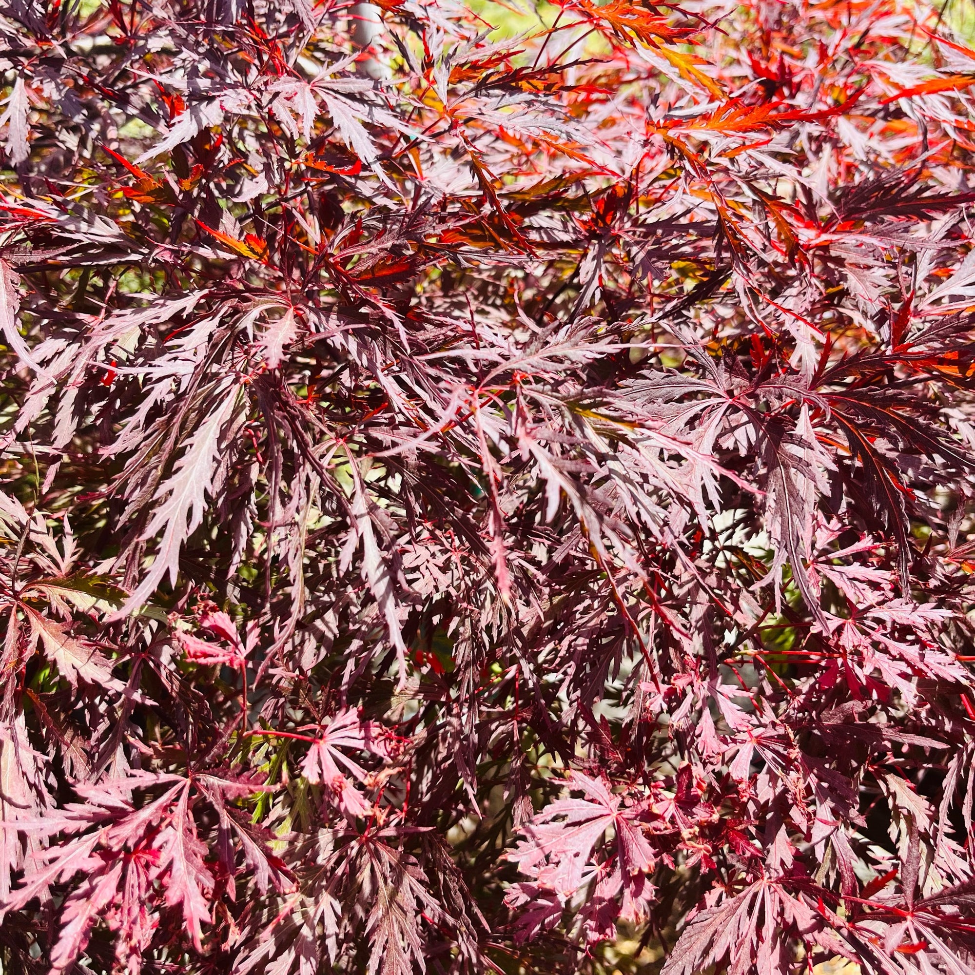 Red Dragon Laceleaf Japanese Maple
