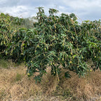 Valencia Pride Mango