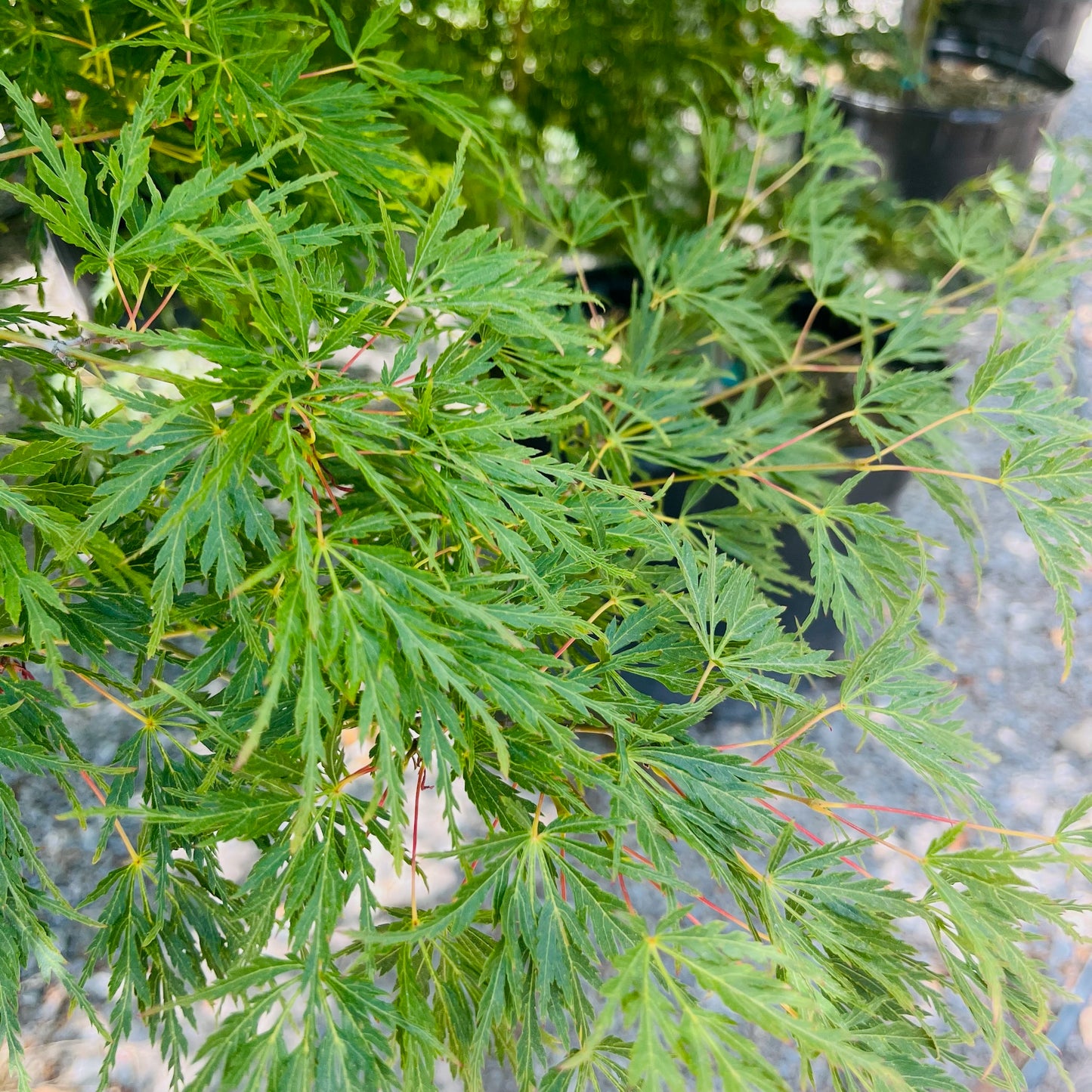 Acer palmatum-Qinglong Japanese maple