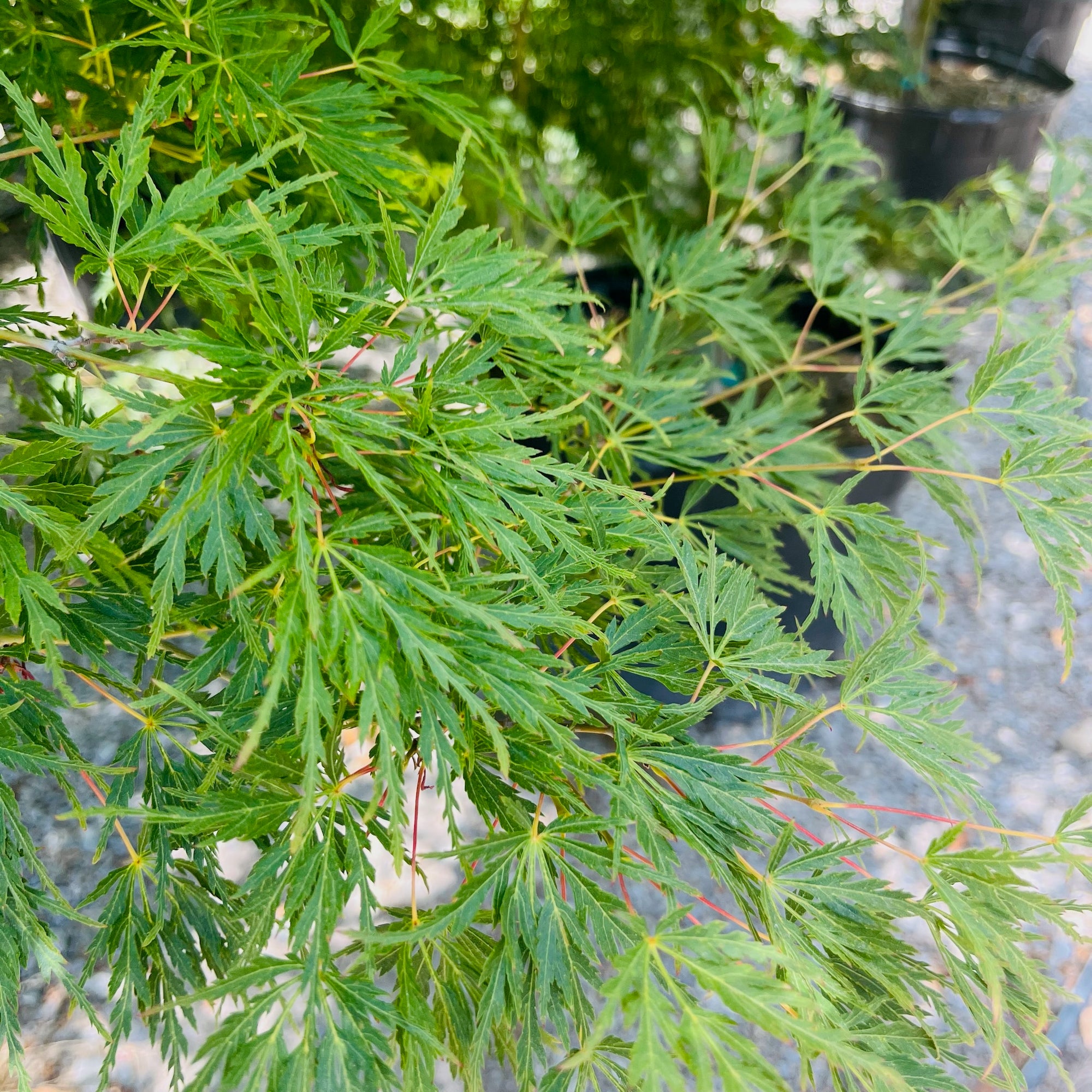 Seiryu Lace Japanese Maple