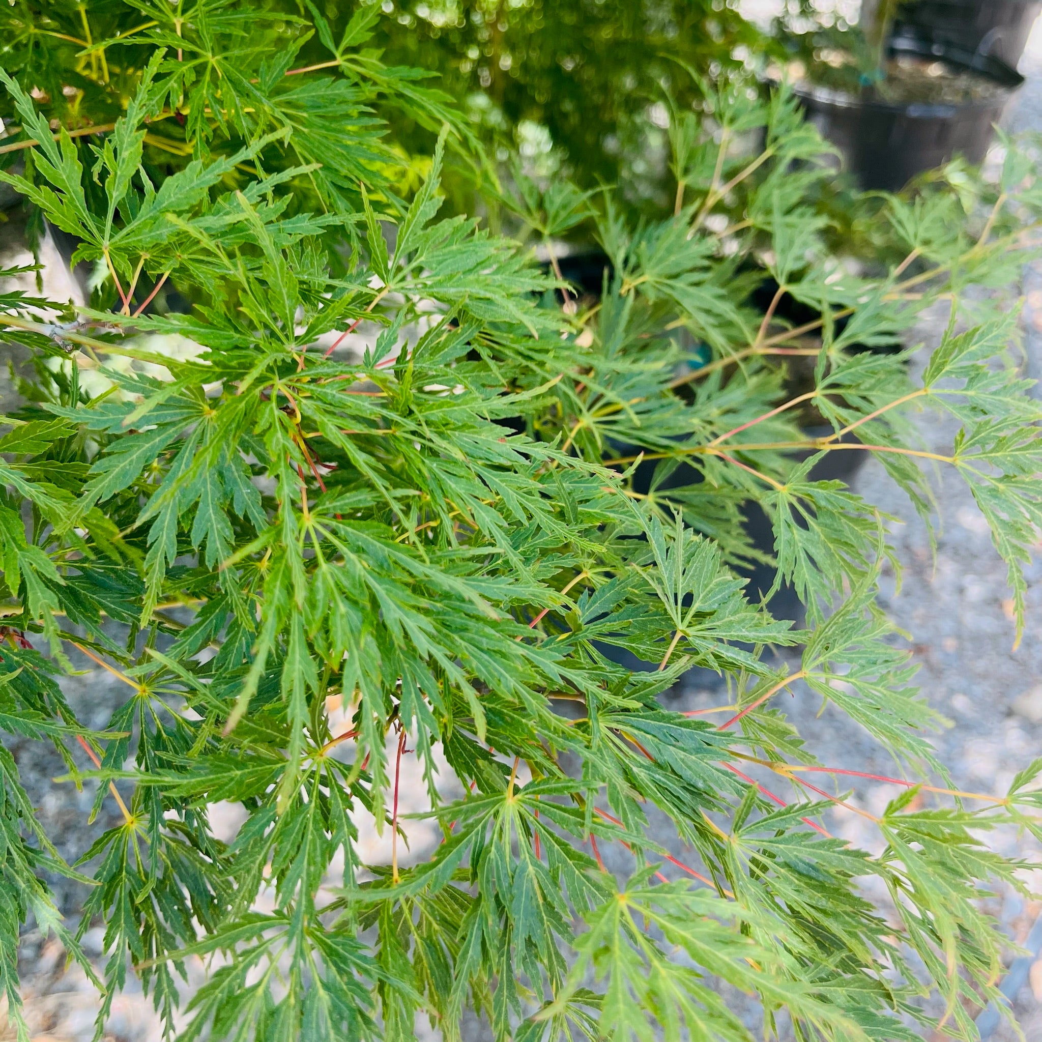 青龙羽叶日本枫
