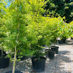 Seiryu Lace Japanese Maple