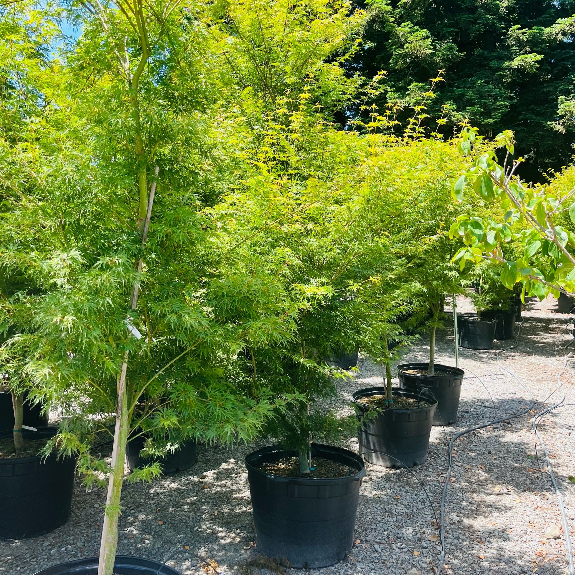 Seiryu Lace Japanese Maple