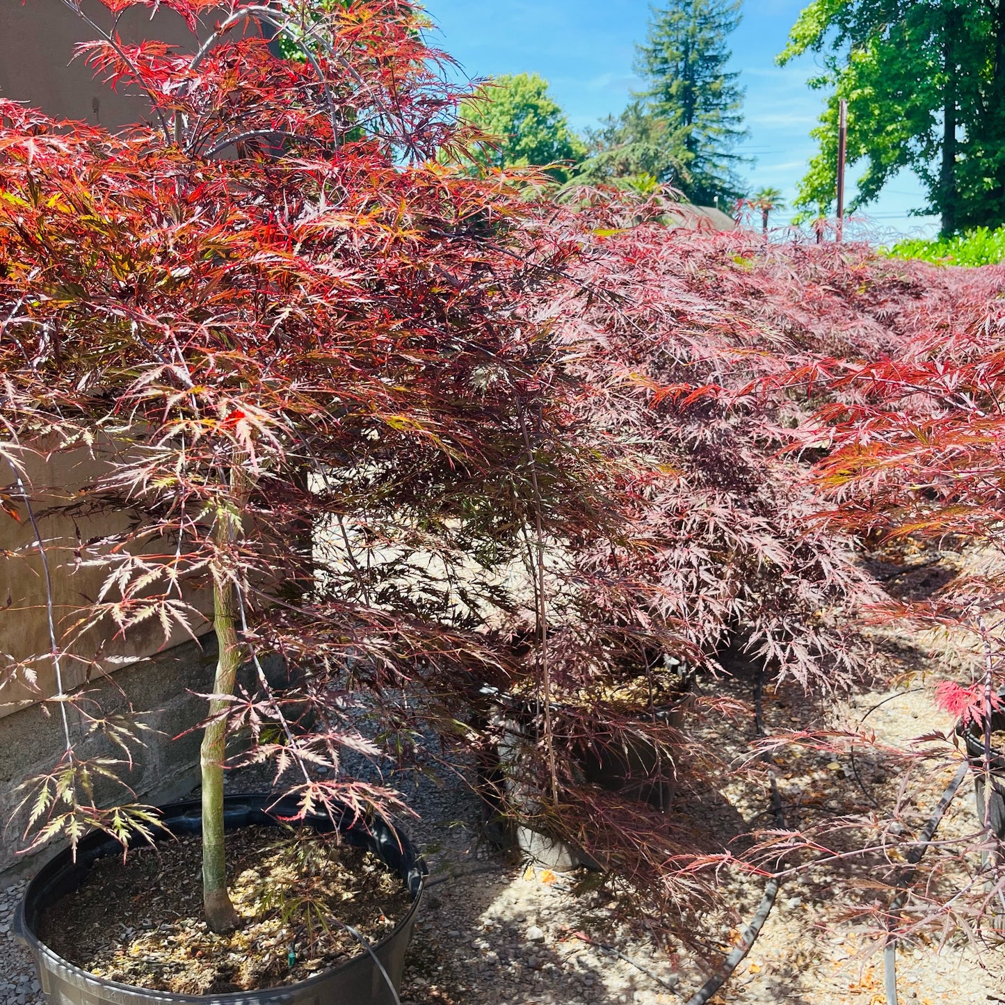 Acer palmatum-Yushan Japanese maple