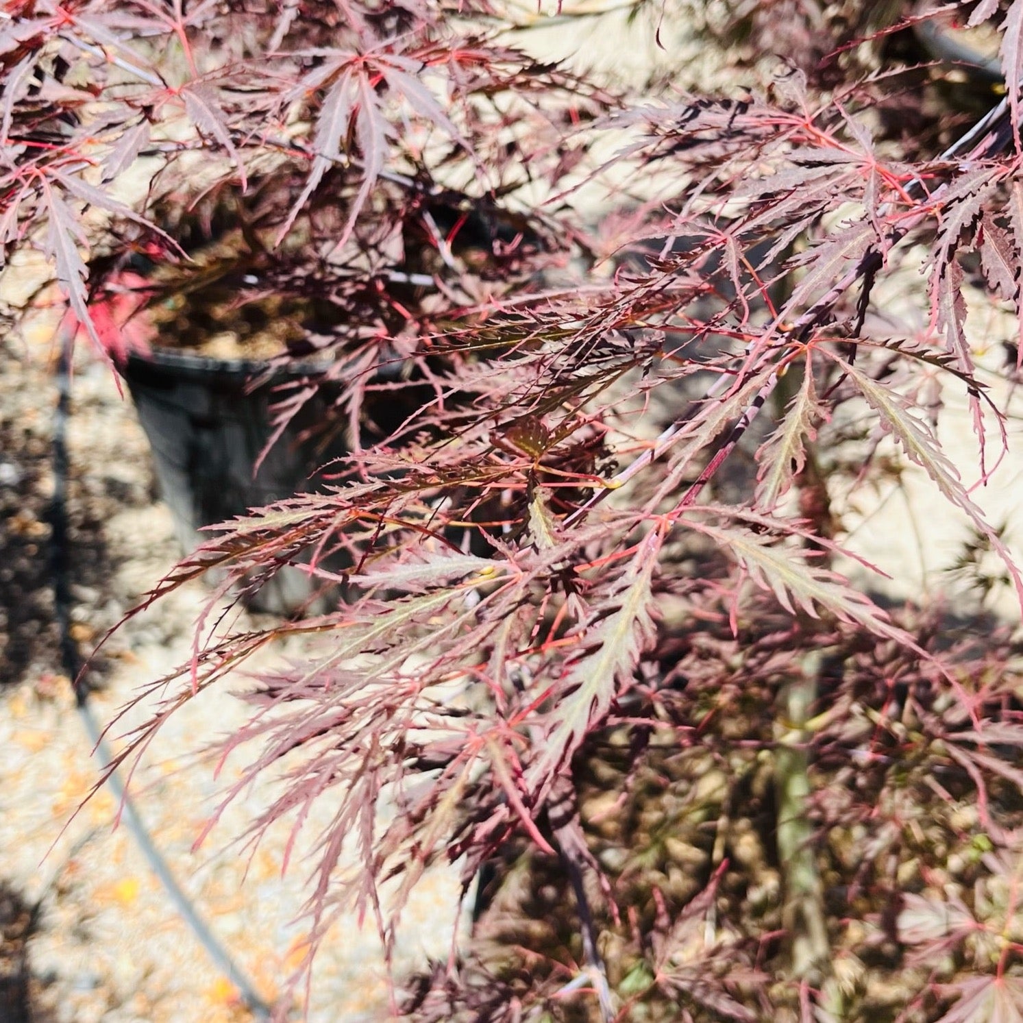 Tamukeyama Lace Japanese Maple