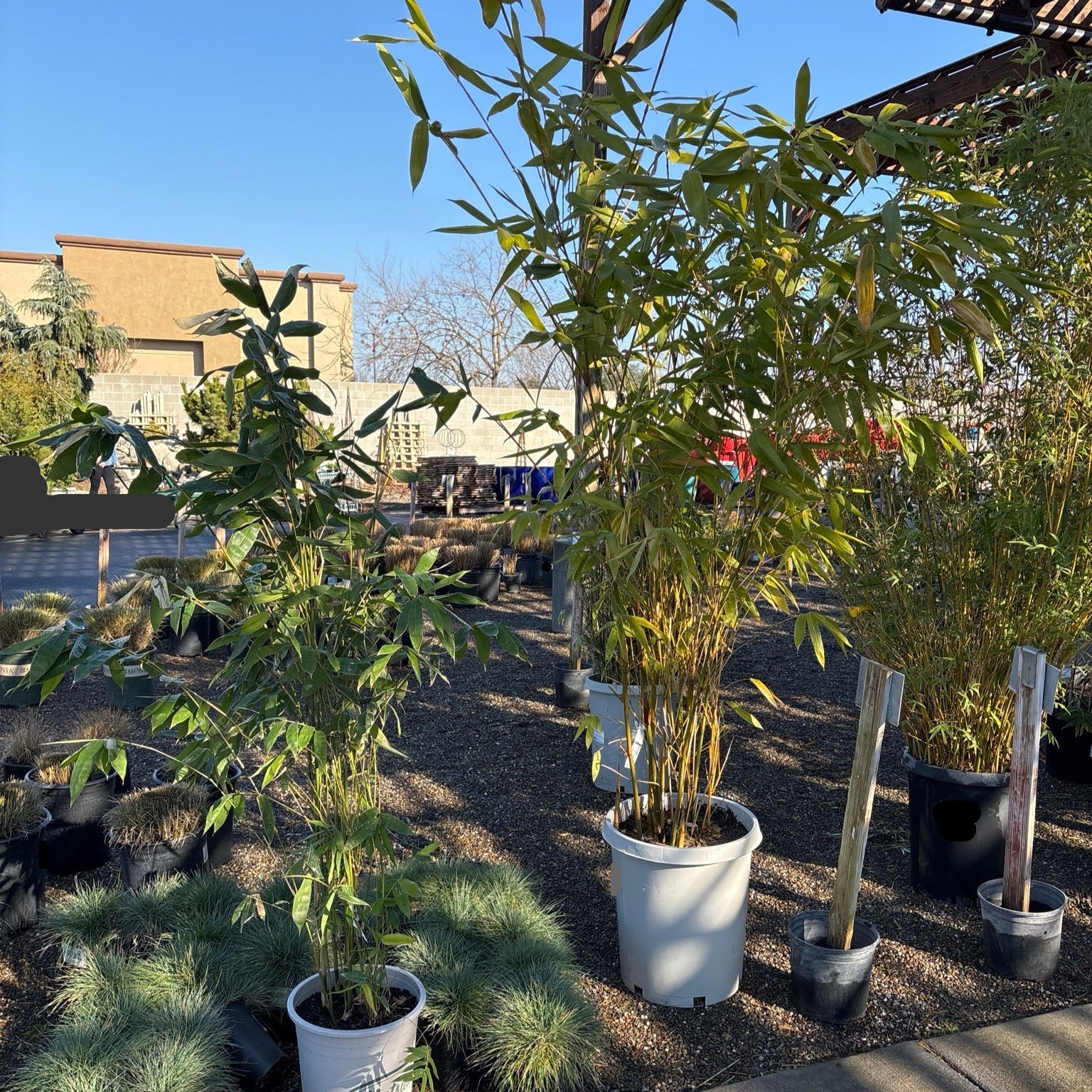 Giant Timber Bamboo